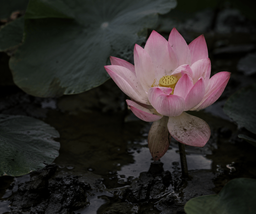 A lotus blooming from dark water, mud visible and unashamed
